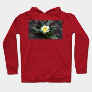 White and Yellow Frangipani Hoodie